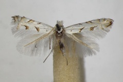Phyllonorycter abrasella