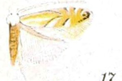 Phyllonorycter caryaealbella