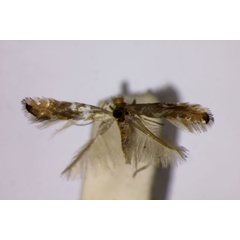 /filer/webapps/moths_gc/media/images/A/aeriferella_Phyllonorycter_A_BMNH.jpg
