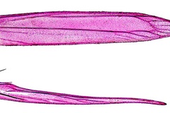 Cryptolectica terminalina