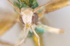 Acrocercops enchlamyda