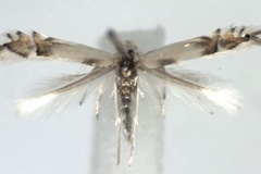 Phyllocnistis unipunctella