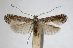 Parornix carpinella