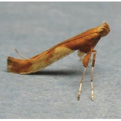 /filer/webapps/moths_gc/media/images/H/hemidactylella_Caloptilia_Plant_2022_29a.jpg