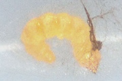 Telamoptilia malvavisci