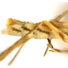 /filer/webapps/moths_gc/media/images/G/glochidia_Diphtheroptila_PT13_abdomen_ANIC.jpg