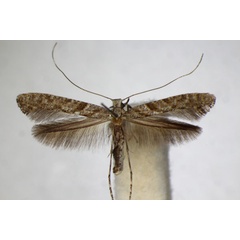 /filer/webapps/moths_gc/media/images/C/cuculipennella_Caloptilia_A_ZSM_3.jpg