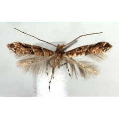 /filer/webapps/moths_gc/media/images/H/hexalobina_Cameraria_AF_RMCA.jpg