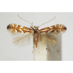 /filer/webapps/moths_gc/media/images/P/phyllocytisi_Phyllonorycter_A_ZSM.jpg