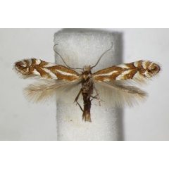 /filer/webapps/moths_gc/media/images/C/cerasicolella_Phyllonorycter_A_ZSM_5.jpg