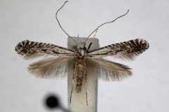 Parornix mixta