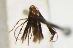 Phyllonorycter iriphanes