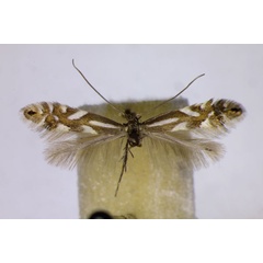 /filer/webapps/moths_gc/media/images/A/alpina_Phyllonorycter_A_BMNH.jpg