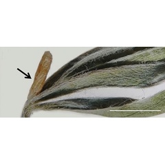 /filer/webapps/moths_gc/media/images/B/baranchikovi_Micrurapteryx_Cocoon3__Kirichenko-et-al_2021_147.jpg