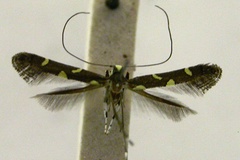 Caloptilia sapina