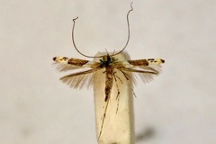 Acrocercops enchlamyda