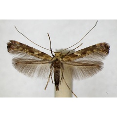 /filer/webapps/moths_gc/media/images/S/semifascia_Caloptilia_A_ZSM_3.jpg