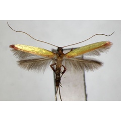 /filer/webapps/moths_gc/media/images/A/ariana_heliciae_Caloptilia_A_ZSM.jpg