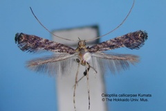 Caloptilia callicarpae