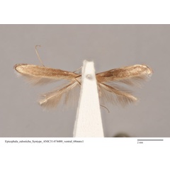 /filer/webapps/moths_gc/media/images/Z/zalosticha_Epicephala_PLT_ANIC31-074488_ventral.jpg