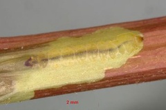Phyllocnistis asiatica