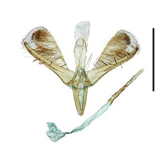 /filer/webapps/moths_gc/media/images/S/soyella_Caloptilia_GM_Kim-etal_2022_4.jpg