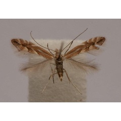 /filer/webapps/moths_gc/media/images/V/viminiella_Phyllonorycter_A_Langmaid_02.jpg