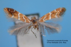 Cameraria acericola