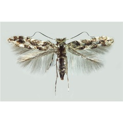 /filer/webapps/moths_gc/media/images/P/populifoliella_Phyllonorycter_A_Musolin-etal_2022_33.jpg