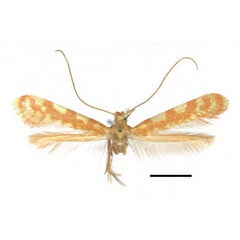 /filer/webapps/moths_gc/media/images/C/ceryneia_Caloptilia_PTM_RMNH.INS.25564.jpg