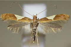 /filer/webapps/moths_gc/media/images/S/stigmatella_Caloptilia_A_Hellers_2017_134.jpg