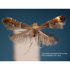 /filer/webapps/moths_gc/media/images/P/pseudolautella_Phyllonorycter_HT_EIHU.jpg