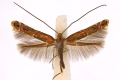 Polysoma eumetalla