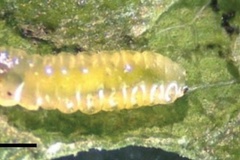 Phyllocnistis furcata
