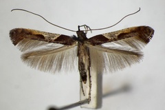 Caloptilia fidella
