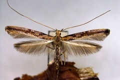 Caloptilia schisandrae