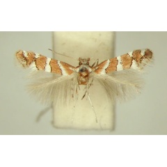 /filer/webapps/moths_gc/media/images/B/brachylaenae_Phyllonorycter_HT_TMSA6414.jpg