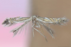 Phyllocnistis bourquini