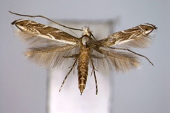 Epicephala albifrons