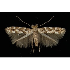 /filer/webapps/moths_gc/media/images/A/apparella_Phyllonorycter_A_Illmitz04101965_MHNG.jpg