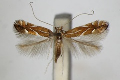 Phyllonorycter leucographella