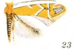 Cameraria platanoidiella