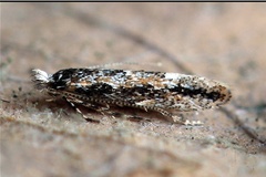 Phyllonorycter issikii
