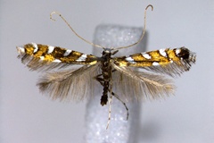 Sauterina hofmanniella