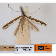 /filer/webapps/moths_gc/media/images/T/tristaniae_Acrocercops_ST2_ANIC.jpg