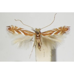 /filer/webapps/moths_gc/media/images/K/kusdasi_Phyllonorycter_A_ZSM_2.jpg