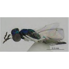 /filer/webapps/moths_gc/media/images/I/issikii_Phyllonorycter_Achrysocharoides_carinatus_Kosheleva_et_al._2022_17.jpg