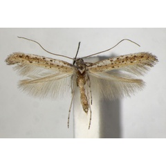 /filer/webapps/moths_gc/media/images/A/anagensis_Aspilapteryx_HT_ZSM.jpg