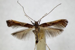 Caloptilia fidella