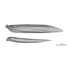 /filer/webapps/moths_gc/media/images/H/heteropsis_Pogonocephala_vw_11436_ANIC.jpg